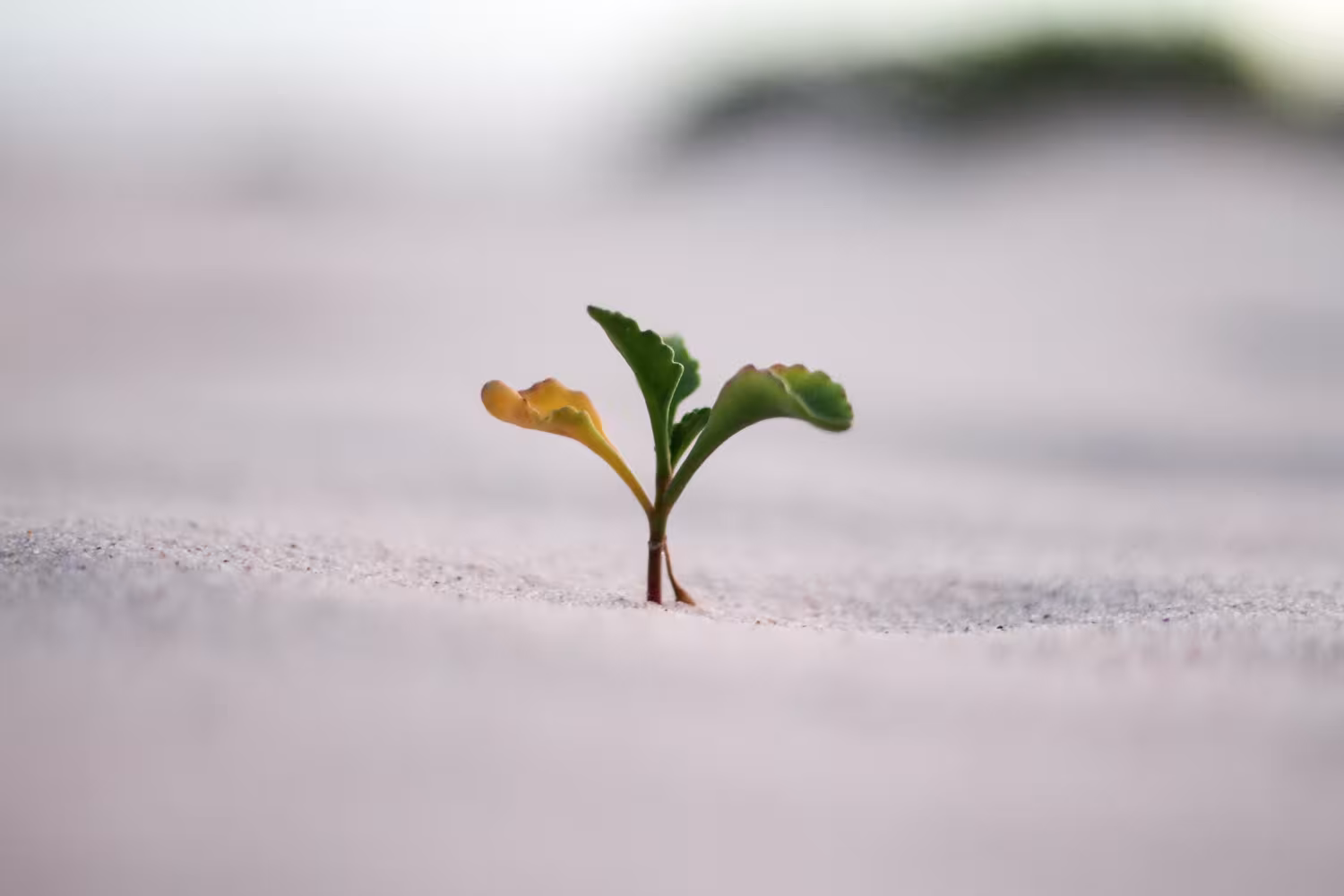 Je mindset veranderen doe je zo
