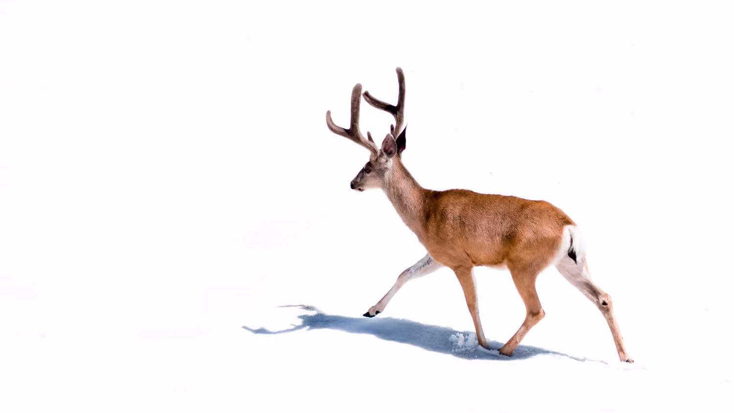 De hele winter pauzeren