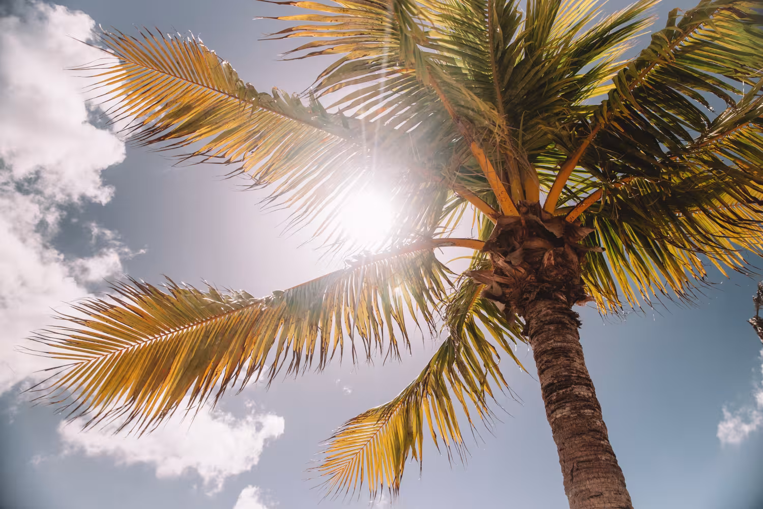 De zomer in je bol en de alcohol niet